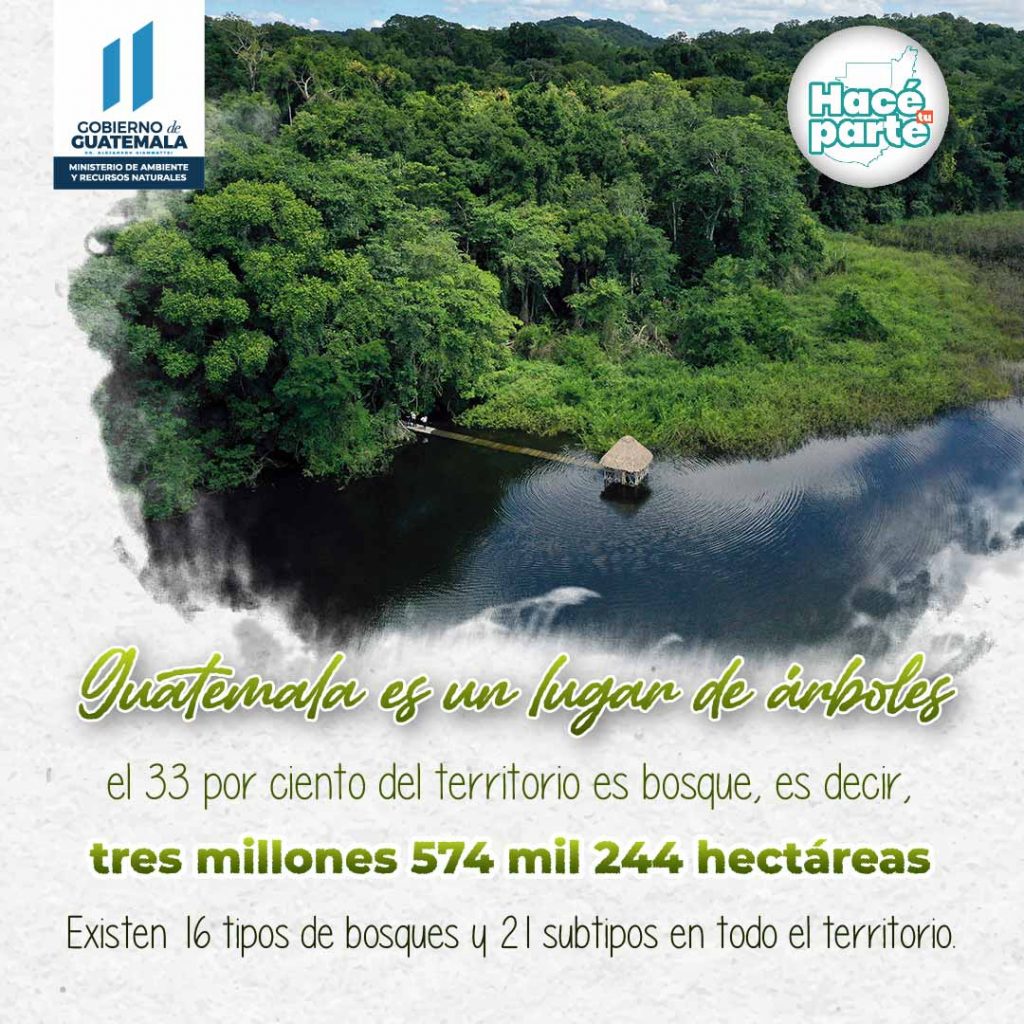 Bosques De Guatemala Ministerio De Ambiente Y Recursos Naturales 9899